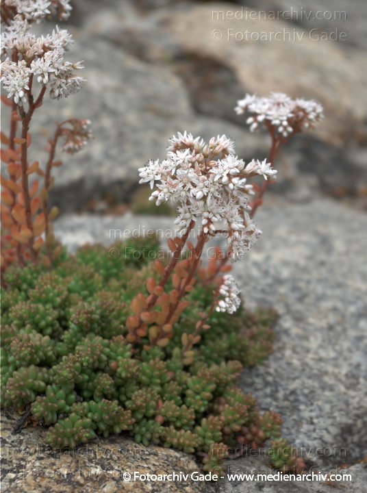 Fetthennen (Sedum), auch Mauerpfeffer
20. 6. 2009. Berlin. Berlin-Mitte. Wedding. Nordufer. Flora. Pflanzen. Sukkulenten. Blüten. Fetthennen (Sedum)  auch Mauerpfeffer
Schlüsselwörter: Flora;Mauerpfeffer;Natur;Pflanzen;plants;2009;Berlin;Sukkulenten