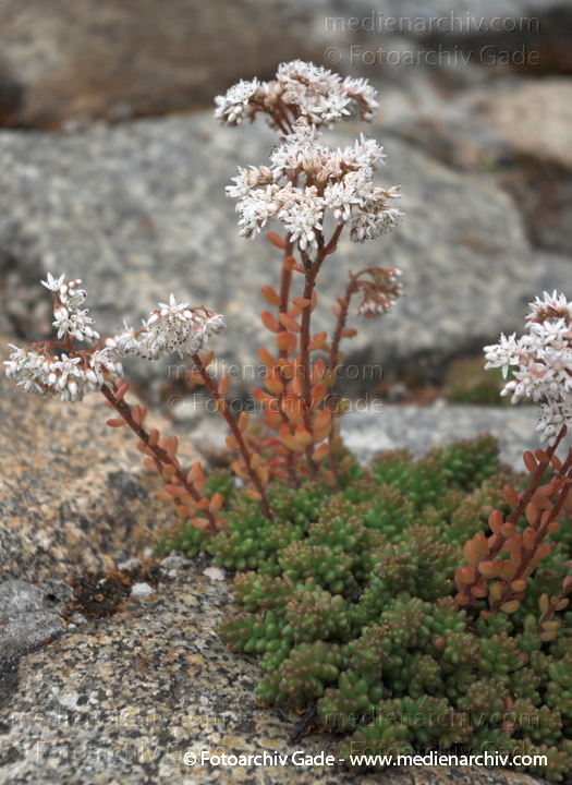 Fetthennen (Sedum), auch Mauerpfeffer
20. 6. 2009. Berlin. Berlin-Mitte. Wedding. Nordufer. Flora. Pflanzen. Sukkulenten. Blüten. Fetthennen (Sedum)  auch Mauerpfeffer
Schlüsselwörter: Flora;Mauerpfeffer;Natur;Pflanzen;plants;2009;Berlin;Sukkulenten