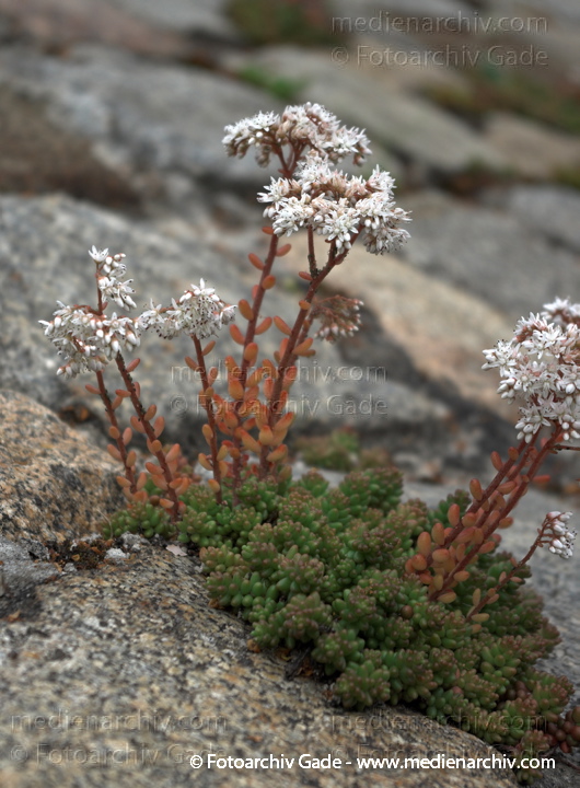 Fetthennen (Sedum), auch Mauerpfeffer
20. 6. 2009. Berlin. Berlin-Mitte. Wedding. Nordufer. Flora. Pflanzen. Sukkulenten. Blüten. Fetthennen (Sedum)  auch Mauerpfeffer
Schlüsselwörter: Flora;Mauerpfeffer;Natur;Pflanzen;plants;2009;Berlin;Sukkulenten