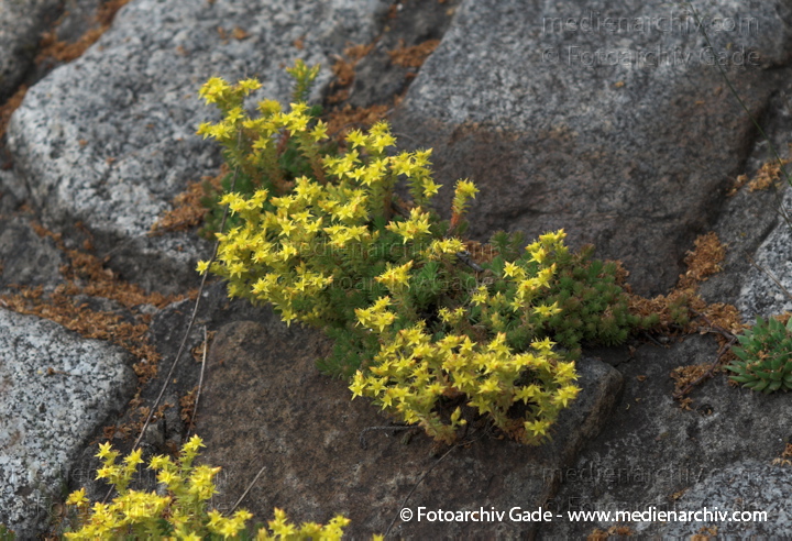Scharfer Mauerpfeffer (Sedum acre), auch Scharfe Fetthenne
20. 6. 2009. Berlin. Berlin-Mitte. Wedding. Nordufer. Flora. Pflanzen. Scharfer Mauerpfeffer (Sedum acre), auch Scharfe Fetthenne. Gelbe Blüten
Schlüsselwörter: 2009;Berlin;Flora;Mauerpfeffer;Natur;Pflanzen;plants;Scharfe Fetthenne;Scharfer Mauerpfeffer;Sedum acre;Sukkulenten