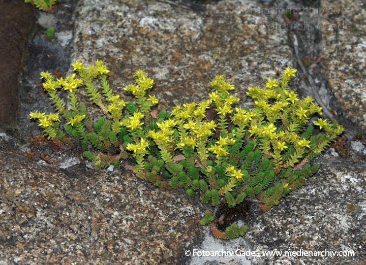 Scharfer Mauerpfeffer (Sedum acre), auch Scharfe Fetthenne
20. 6. 2009. Berlin. Berlin-Mitte. Wedding. Nordufer. Flora. Pflanzen. Scharfer Mauerpfeffer (Sedum acre), auch Scharfe Fetthenne. Gelbe Blüten
Schlüsselwörter: 2009;Berlin;Flora;Mauerpfeffer;Natur;Pflanzen;plants;Scharfe Fetthenne;Scharfer Mauerpfeffer;Sedum acre;Sukkulenten