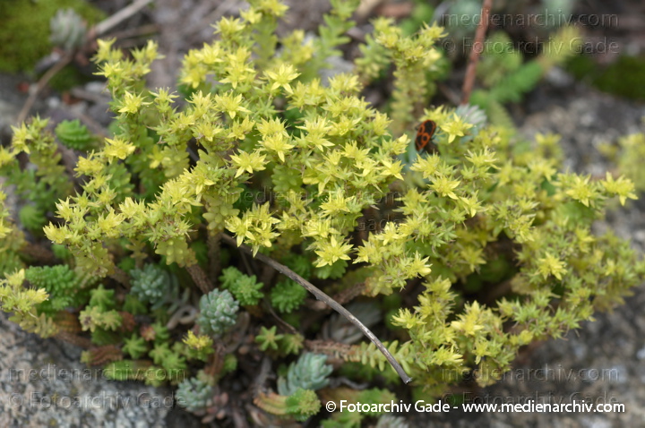 Scharfer Mauerpfeffer (Sedum acre), auch Scharfe Fetthenne
1. 7. 2012. Berlin. Flora. Pflanzen. Blüten. Frühling. Scharfer Mauerpfeffer (Sedum acre).   Dickblattgewächse (Crassulaceae)
Schlüsselwörter: 2012;Berlin;Fetthennen;Flora;Mauerpfeffer;Natur;Pflanzen;plants;Scharfe Fetthenne;Sedum;Sedum acre;Sukkulenten;Wedding;Scharfer Mauerpfeffer