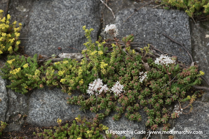 Scharfer Mauerpfeffer (Sedum acre), auch Scharfe Fetthenne
1. 7. 2012. Berlin. Flora. Pflanzen. Blüten. Frühling. Scharfer Mauerpfeffer (Sedum acre).   Dickblattgewächse (Crassulaceae)
Schlüsselwörter: 2012;Berlin;Fetthennen;Flora;Mauerpfeffer;Natur;Pflanzen;plants;Scharfe Fetthenne;Sedum;Sedum acre;Sukkulenten;Wedding;Scharfer Mauerpfeffer