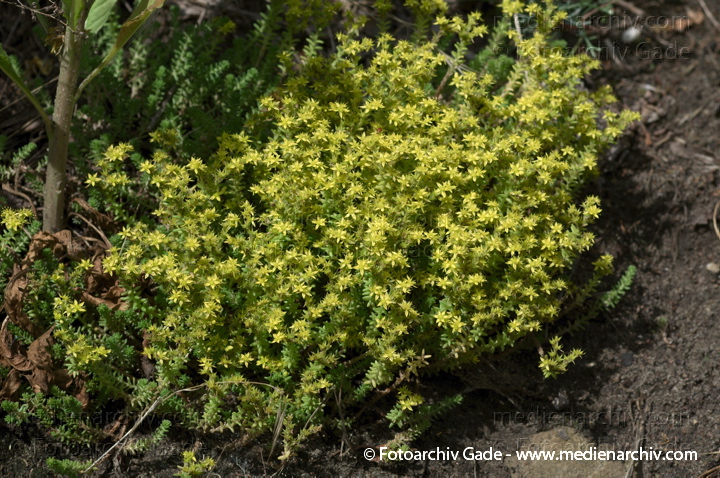 Scharfer Mauerpfeffer (Sedum acre), auch Scharfe Fetthenne
1. 7. 2012. Berlin. Flora. Pflanzen. Blüten. Frühling. Scharfer Mauerpfeffer (Sedum acre).   Dickblattgewächse (Crassulaceae)
Schlüsselwörter: 2012;Berlin;Fetthennen;Flora;Mauerpfeffer;Natur;Pflanzen;plants;Scharfe Fetthenne;Sedum;Sedum acre;Sukkulenten;Wedding;Scharfer Mauerpfeffer