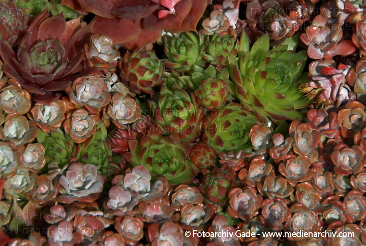 Sedum spathulifolium. Crassulaceae (Dickblattgewächse)
27. 6. 2008. Flora. Pflanzen. Sukkulenten. Sedum spathulifolium. Crassulaceae (Dickblattgewächse)
Schlüsselwörter: 2008;Crassulaceae;Dickblattgewächse;Flora;Hemmoor;Natur;Pflanzen;plants;Sedum spathulifolium;Sukkulenten