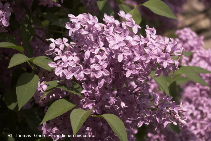 Flieder (Syringa)
14. 5. 2006. Berlin. Flora. Pflanzen. Strauch. Sträucher.  Flieder (Syringa) Blüten
Schlüsselwörter: 2006;Berlin;Blume;Blumen;Blüten;Flieder;Flieder, Gemeiner;Flora;Natur;Pflanze;Pflanzen;plants;Strauch;Sträuche;Sträucher;Syringa;Ölbaumgewächse