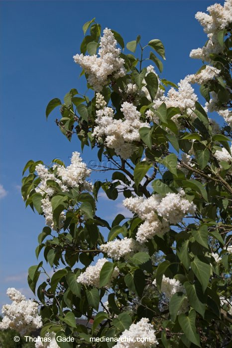 Flieder (Syringa)
12. 5. 2008. Berlin. Flora. Pflanzen. Strauch. Sträucher. Flieder Blüten.
Schlüsselwörter: 2008;Berlin;Blüten;Flieder;Flora;Natur;Pflanzen;plants;Strauch;Sträucher;Syringa