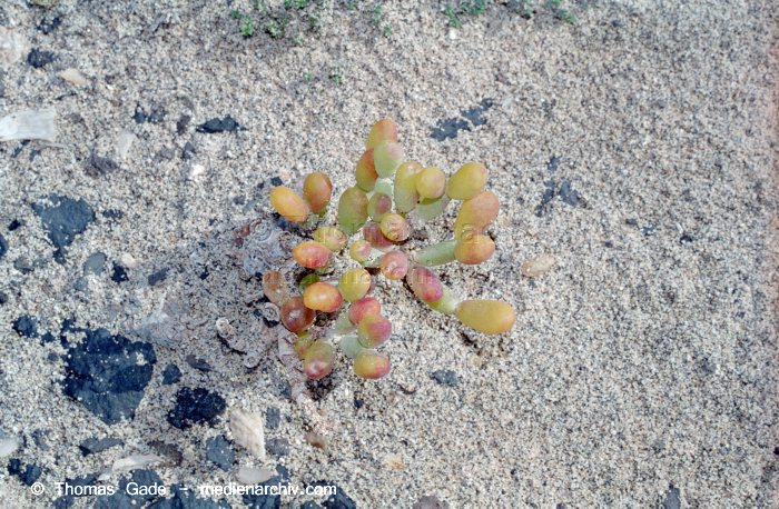 Meerestraube. Zygophyllum fontanesii
November 2001.  Spanien. Kanarische Inseln. Fuerteventura.  Flora. Pflanzen. Meerestraube. Zygophyllum fontanesii
Schlüsselwörter: 2001;Flora;Fuerteventura;Kanarische Inseln;Meerestraube;Pflanzen;plants;Spanien;Sukkulente;Zygophyllum fontanesii