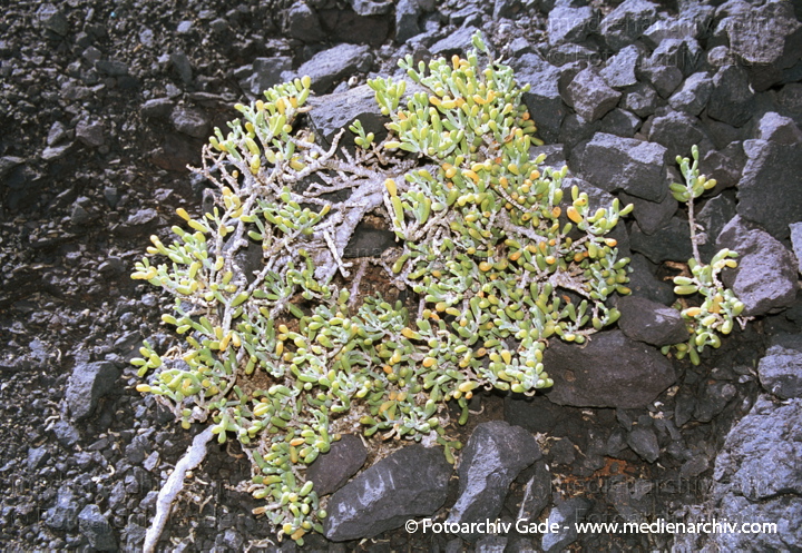 Meerestraube. Zygophyllum fontanesii
November 2001.  Spanien. Kanarische Inseln. Fuerteventura. Flora. Pflanzen. Salzpflanze. Meerestraube. Zygophyllum fontanesii
Schlüsselwörter: 2001;Flora;fontanesii;Fuerteventura;Meerestraube;Kanarische Inseln;Natur;Pflanzen;plants;spain;Spanien;Sukkulenten;Zygophyllum