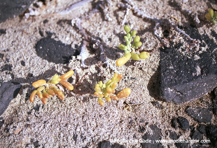 Meerestraube. Zygophyllum fontanesii
November 2001.  Spanien. Kanarische Inseln. Fuerteventura. Flora. Pflanzen. Salzpflanze. Meerestraube. Zygophyllum fontanesii
Schlüsselwörter: 2001;Flora;fontanesii;Fuerteventura;Meerestraube;Kanarische Inseln;Natur;Pflanzen;plants;spain;Spanien;Sukkulenten;Zygophyllum