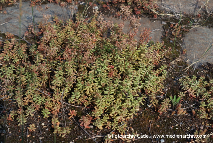 Weiße Fetthenne (Sedum album)   Dickblattgewächse (Crassulaceae)
21. 7. 2007. Berlin. Flora. Pflanzen. Weiße Fetthenne (Sedum album)   Dickblattgewächse (Crassulaceae)
Schlüsselwörter: 2007;Berlin;Crassulaceae;Dickblattgewächs;Flora;Natur;Pflanzen;plants;Sedum album;Sukkulenten;Weiße Fetthenne