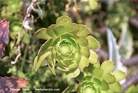 Flora-Aeonium-percarneum-200202-79.jpg