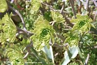 Flora-Aeonium-percarneum-200202-81.jpg