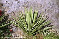 Flora-Agave-200111-21.jpg