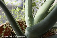 Flora-Aloe-2010211-02.jpg