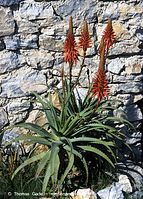 Flora-Aloe-Vera-200011-04.jpg