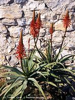 Flora-Aloe-Vera-200011-73.jpg