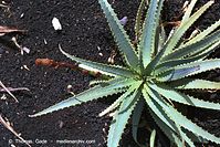 Flora-Aloe-Vera-200111-136.jpg