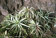 Flora-Aloe-Vera-200111-24.jpg