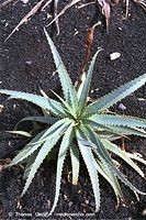 Flora-Aloe-Vera-200111-25.jpg