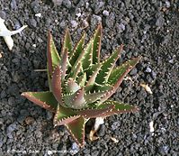 Flora-Aloe-Vera-200111-311.jpg