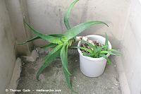 Flora-Aloe-Vera-20100317-033.jpg