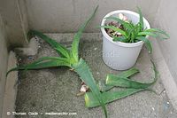 Flora-Aloe-Vera-20100317-036.jpg