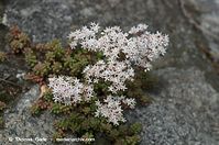 Flora-Fetthenne-20120701-14.jpg