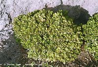 Flora-Geldbaum-200111-026.jpg