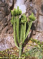 Dateiname=Flora-Kaktus-200111-028.jpg
Dateigröße=369KB
Abmessungen: 524x720
hinzugefügt am: 01. April 2014 Flora-Kaktus-200111-028.jpg
