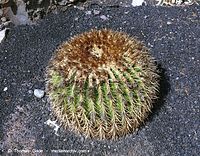 Flora-Kaktus-200111-312.jpg