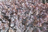 Flora-Kalanchoe-200111-001.jpg