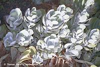 Flora-Kalanchoe-200111-022.jpg