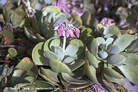 Flora-Kalanchoe-200111-030.jpg