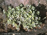 Flora-Kalanchoe-200111-053.jpg