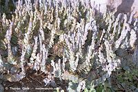 Flora-Kalanchoe-laxiflora-200111-024.jpg