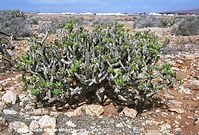 Dateiname=Flora-Kleinia-neriifolia-200111-018.jpg
Dateigröße=333KB
Abmessungen: 720x488
hinzugefügt am: 02. April 2014 Flora-Kleinia-neriifolia-200111-018.jpg