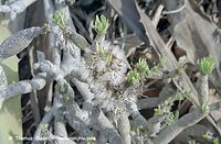 Flora-Kleinia-neriifolia-200111-102.jpg
