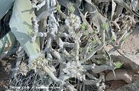 Flora-Kleinia-neriifolia-200111-174.jpg