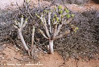 Dateiname=Flora-Kleinia-neriifolia-200111-62.jpg
Dateigröße=320KB
Abmessungen: 720x491
hinzugefügt am: 02. April 2014 Flora-Kleinia-neriifolia-200111-62.jpg
