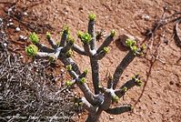 Dateiname=Flora-Kleinia-neriifolia-200111-65.jpg
Dateigröße=278KB
Abmessungen: 720x485
hinzugefügt am: 02. April 2014 Flora-Kleinia-neriifolia-200111-65.jpg