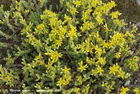 Dateiname=Flora-Mauerpfeffer-20070528-250.jpg
Dateigröße=306KB
Abmessungen: 720x484
hinzugefügt am: 01. April 2014 Flora-Mauerpfeffer-20070528-250.jpg