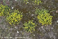 Dateiname=Flora-Mauerpfeffer-20070528-251.jpg
Dateigröße=348KB
Abmessungen: 720x484
hinzugefügt am: 01. April 2014 Flora-Mauerpfeffer-20070528-251.jpg