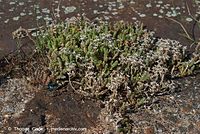 Dateiname=Flora-Mauerpfeffer-20070721-35.jpg
Dateigröße=302KB
Abmessungen: 720x483
hinzugefügt am: 01. April 2014 Flora-Mauerpfeffer-20070721-35.jpg