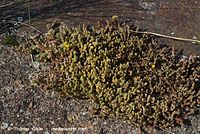 Dateiname=Flora-Mauerpfeffer-20070721-36.jpg
Dateigröße=339KB
Abmessungen: 720x483
hinzugefügt am: 01. April 2014 Flora-Mauerpfeffer-20070721-36.jpg