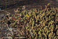 Dateiname=Flora-Mauerpfeffer-20070721-37.jpg
Dateigröße=271KB
Abmessungen: 720x483
hinzugefügt am: 01. April 2014 Flora-Mauerpfeffer-20070721-37.jpg