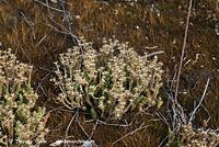 Dateiname=Flora-Mauerpfeffer-20070721-41.jpg
Dateigröße=310KB
Abmessungen: 720x483
hinzugefügt am: 01. April 2014 Flora-Mauerpfeffer-20070721-41.jpg