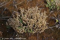 Dateiname=Flora-Mauerpfeffer-20070721-42.jpg
Dateigröße=287KB
Abmessungen: 720x483
hinzugefügt am: 01. April 2014 Flora-Mauerpfeffer-20070721-42.jpg
