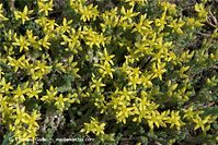 Dateiname=Flora-Mauerpfeffer-20090517-38.jpg
Dateigröße=283KB
Abmessungen: 720x481
hinzugefügt am: 01. April 2014 Flora-Mauerpfeffer-20090517-38.jpg