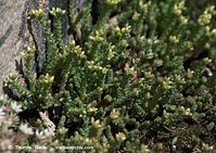 Dateiname=Flora-Mauerpfeffer-20090611-040.jpg
Dateigröße=246KB
Abmessungen: 720x509
hinzugefügt am: 01. April 2014 Flora-Mauerpfeffer-20090611-040.jpg